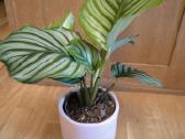 Calathea Orbifolia Kalateja