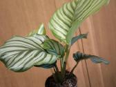 Calathea Orbifolia Kalateja - nuotraukos Nr. 2