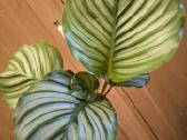 Calathea Orbifolia Kalateja - nuotraukos Nr. 3