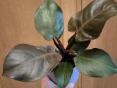 Filodendras imperial red - nuotraukos Nr. 2