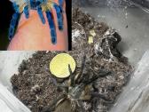 Įvairūs Tarantulai + skorpionas + šimtakojis