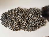 Srapneliai is Bombu,projektams,dekoracijoms 12,5kg