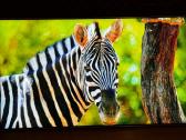 Samsung Qe55qn85 4k 120hz, Hdr Youtube Netflix Go3