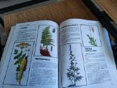 Knyga Liaudies medicinos ismintis - nuotraukos Nr. 10
