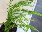 Papartis Nephrolepis exaltata