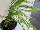 Papartis Nephrolepis exaltata - nuotraukos Nr. 3