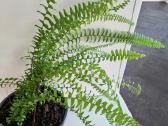 Papartis Nephrolepis exaltata - nuotraukos Nr. 4