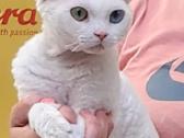 Devon Rex - nuotraukos Nr. 3