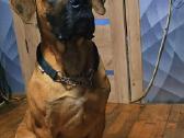 Kanaru dogai(presa Canario)sulaukėme vados - nuotraukos Nr. 15