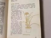 Jaunajam gėlininkui - nuotraukos Nr. 7