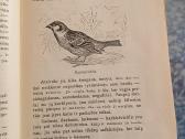 1929 m.m.bogdanovo knyga "Visuomenės įnamiai" - nuotraukos Nr. 5