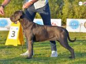 Grynaveisliai Cane Corso šuniukai su Ksu/fci dokum