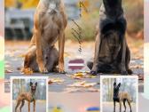 Belgų aviganių Malinua (Belgian Malinois) šuniukai