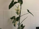 Margas singonis / variegated singonium
