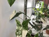 Margas singonis / variegated singonium - nuotraukos Nr. 2