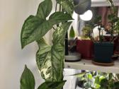 Margas singonis / variegated singonium - nuotraukos Nr. 3