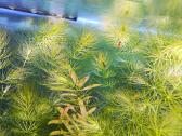 Neocaridina mix akvariumo krevetės - nuotraukos Nr. 5