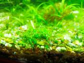 Neocaridina mix akvariumo krevetės - nuotraukos Nr. 6