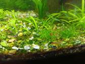 Neocaridina mix akvariumo krevetės - nuotraukos Nr. 7