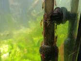 Neocaridina mix akvariumo krevetės - nuotraukos Nr. 2