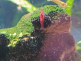 Neocaridina mix akvariumo krevetės - nuotraukos Nr. 4