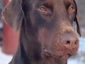 Dobermanu šuniukai gime2026.01.28 - nuotraukos Nr. 4