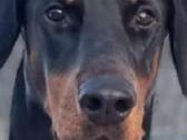 Dobermanu šuniukai gime2026.01.28 - nuotraukos Nr. 5