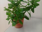 Gėlė ieško namų!kalankė (Kalanchoe) – gyvybės medi - nuotraukos Nr. 8