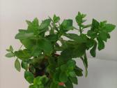 Gėlė ieško namų!kalankė (Kalanchoe) – gyvybės medi - nuotraukos Nr. 9