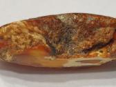 Gintaras 9,6 gr. - nuotraukos Nr. 4