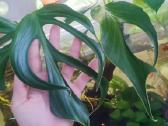Burle marx monstera retas augalas