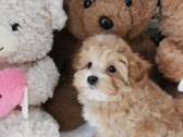 Maltipoo F1 - nuotraukos Nr. 7