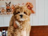 Maltipoo F1 - nuotraukos Nr. 6