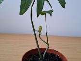 Philodendron pedatum
