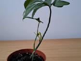 Philodendron pedatum - nuotraukos Nr. 2
