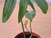 Philodendron pedatum - nuotraukos Nr. 3