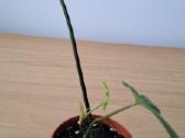 Philodendron pedatum - nuotraukos Nr. 4