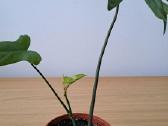 Philodendron pedatum - nuotraukos Nr. 5