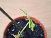 Philodendron pedatum - nuotraukos Nr. 6