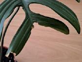 Philodendron pedatum - nuotraukos Nr. 7