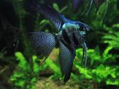 Akvariuminės žuvys - nuotraukos Nr. 11