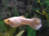 Vietinio veisimo akvariuminės zuvytes - nuotraukos Nr. 5