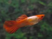 Vietinio veisimo akvariuminės zuvytes - nuotraukos Nr. 3