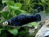 Vietinio veisimo akvariuminės zuvytes - nuotraukos Nr. 2