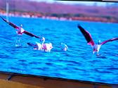 Philips 55oled804/12 - nuotraukos Nr. 5