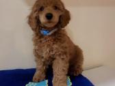 Raudi mažieji pudeliai su kilmės dokumentais - nuotraukos Nr. 25