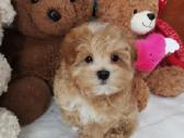 Maltipoo F1 - nuotraukos Nr. 5