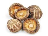Shiitake grybai