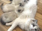 Ragdoll kaciukai - nuotraukos Nr. 2