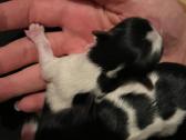 Byver (Bywer) Biever Terrier Berniukai - nuotraukos Nr. 19